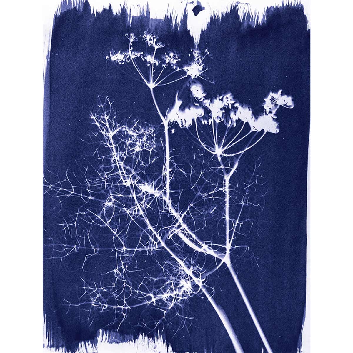Jacquard - Cyanotype - Ensemble d'impression solaire